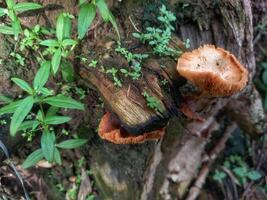 Chanterelle mushrooms grow on dead tree trunks photo