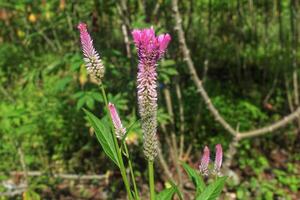 celosia argentea plant grows in the wild photo