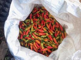 red cayenne pepper harvest placed in sacks, cayenne pepper harvest for marketing photo