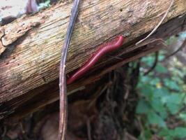 Millipedes that walk on logs and are invertebrates with hard shells photo