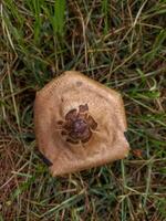 Agaricus langei is a brown mushroom that grows on moist soil surfaces. photo