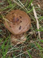 Agaricus langei, known as Scaly Wood Mushroom photo