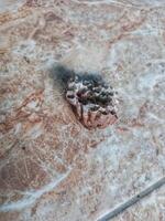 an empty wasp nest found under the floor photo