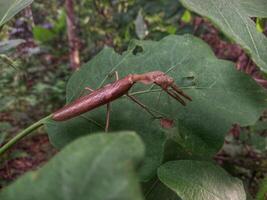A brown praying mantis perched on leaf photo