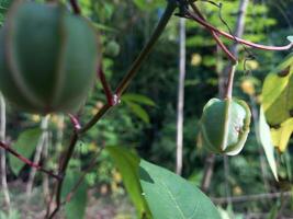 cassava seeds that appear on cassava trees photo