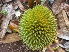 durian fruit that has fallen on the ground photo