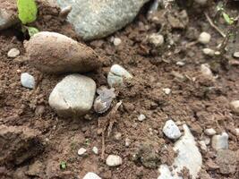 Brown marmorated stink bug that live on the ground photo