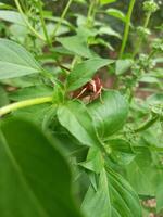 Theretra nessus, a brown hawk moth, resting on a green leaf. The image highlights its brown wings and natural camouflage in the tropical setting photo