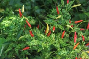 chili plants with chilies that are red and ready to be harvested photo