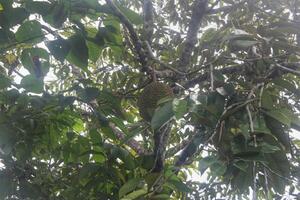 Durian fruit is still hanging on the tree branch, durian is a tropical fruit photo