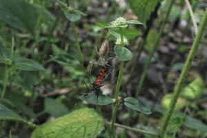 spider insects that successfully catch prey in the form of other insects in their webs, food chain networks, natural ecosystems photo