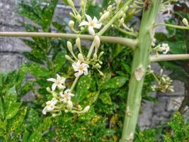 papaya flowers on papaya tree photo
