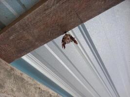 wasp nest in the ceiling of the house, wasp house photo