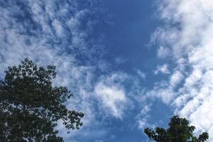 tree background and bright blue sky photo