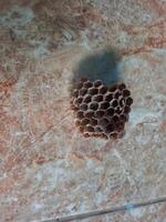 an abandoned wasp nest lying on the floor photo