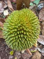 durian fruit that has fallen on the ground, durian plantation, tropical fruit photo