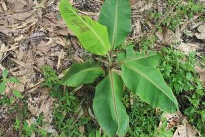 young and small banana tree in nature photo