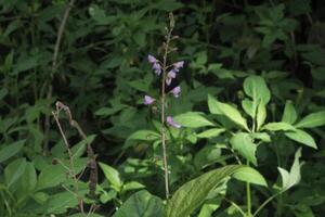 Desmodium incanum is a plant with small purple flowers that grows in the wild photo