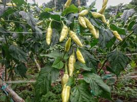 chili plants with green chilies photo