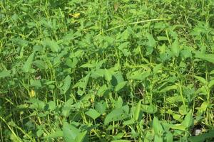 Water spinach is a cultivated plant that grows in water areas, one of the vegetables used as a cooking ingredient in Indonesia and Asia. photo