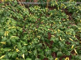 chili plants with green chilies, green canyenne papper photo