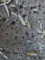 dusty soil texture with holes and dry leaves photo