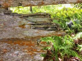 old weathered wooden board that is damaged and has holes photo