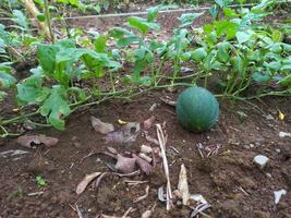 Watermelon plants that have borne fruit have small watermelons photo