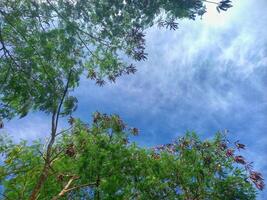 Lamtoro tree or Leucaena leucocephala in West Papua, Indonesia, with a blue sky background photo
