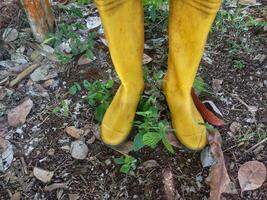 Yellow rubber boots, boots that are placed on the ground. Farmer's shoes photo