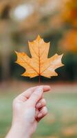 Autumn leaves in hand showcasing vibrant colors in a tranquil park during the fall season photo