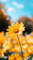 A vibrant yellow daisy flower stands tall amidst a sea of blooming golden petals on a sunny day in a tranquil park photo