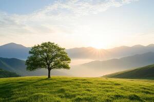 A solitary tree stands proudly on a grassy hill as sunlight breaks through mountains in the early morning photo