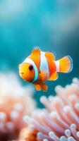 Colorful clownfish swimming among coral reefs in a vibrant underwater habitat during sunlight photo