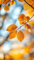 Golden autumn leaves gently swaying on branches under a clear blue sky in a serene park setting during fall photo