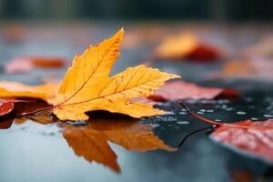Autumn leaves resting on a wet surface reflecting vibrant colors in a serene outdoor setting photo