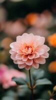 A close-up of a delicate pink flower surrounded by colorful blooms in a lush garden during springtime photo