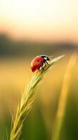 Close-up of a ladybug resting on a green blade of grass during a golden hour in a serene field landscape photo