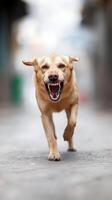 A rabid stray dog bares its teeth as it runs along a narrow city street during the daytime. photo
