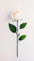 A delicate white rose with soft yellow hues resting against a neutral background, illustrating elegance and beauty photo