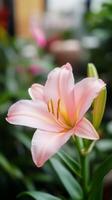 Delicate pink lily blooms in a lush indoor garden during daylight, showcasing its soft petals and vibrant colors photo
