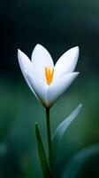 A delicate white flower with yellow stamen blooming in a lush green environment during springtime photo