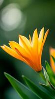 Vibrant orange flower blooming amidst lush green foliage in a tranquil garden setting during the spring season photo