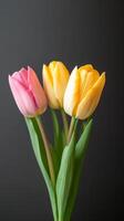 Bright pink and yellow tulips arranged beautifully against a dark background photo