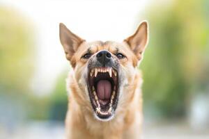 Aggressive rabid stray dog growls and bares fangs at camera photo