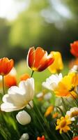 Colorful blossoms flourish in a sunny garden during spring, showcasing vibrant tulips and daisies in full bloom photo