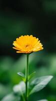 A vibrant yellow flower blooms in a lush garden during a sunny afternoon, showcasing its bright petals and green leaves photo