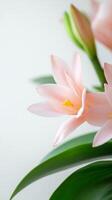 Soft pink flowers with delicate petals blooming against a light background in a serene indoor setting photo