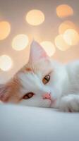 A calm white and orange cat rests peacefully on a soft surface, surrounded by warm, glowing bokeh lights during a cozy evening indoors photo