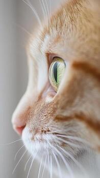 Close-up of a curious orange cat gazing intently out the window on a bright afternoon in a cozy home setting photo